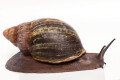 Archachatina puylaerti adult